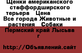 Щенки американского стаффордширского терьера › Цена ­ 20 000 - Все города Животные и растения » Собаки   . Пермский край,Лысьва г.